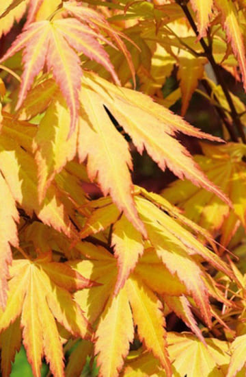 Feuille arbre jaune.jpg